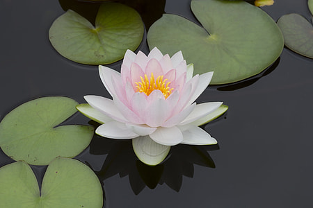 white and pink flower near lily pads thumbnail