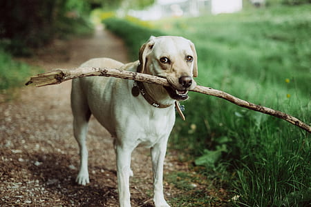 yellow Labrador retriever biting a stick thumbnail