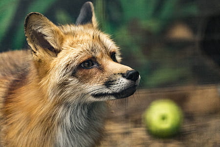 selective focus photography of red fox thumbnail