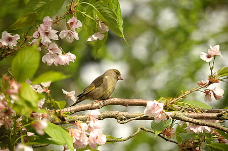 bird on tree twig thumbnail