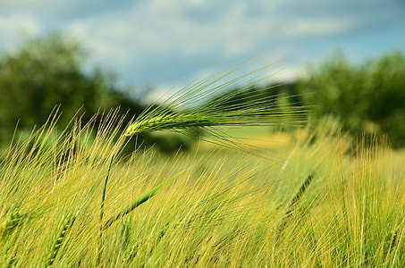 selective focus photography of green grass field under blue sky at daytime thumbnail