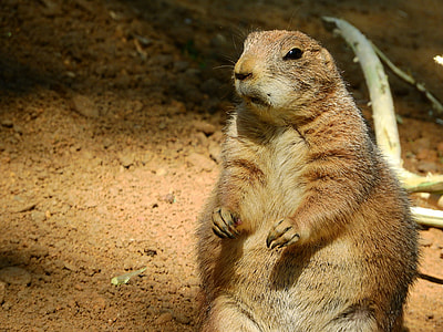 Black-Tailed Prairie Dog thumbnail