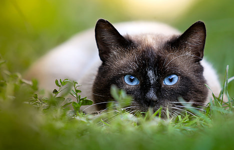 white and black cat selective focus photography thumbnail