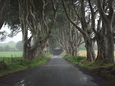 asphalt road in center of trees during daytime thumbnail