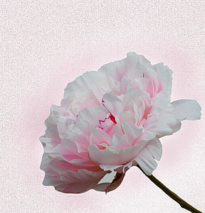 Carnation flower with pink background thumbnail