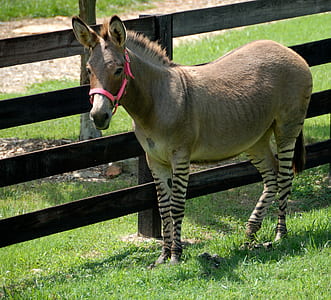 brown horse near gray wooden fence thumbnail