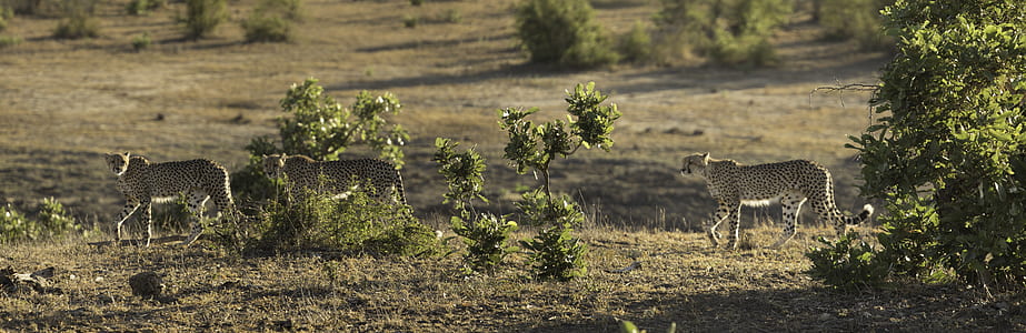white and brown cheetah on green fields thumbnail