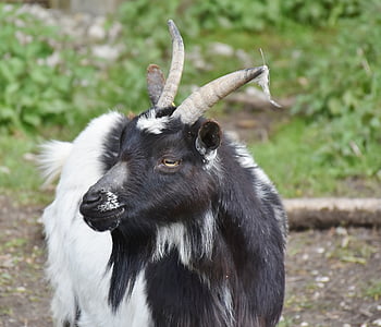 black and white goat in closeup photography thumbnail