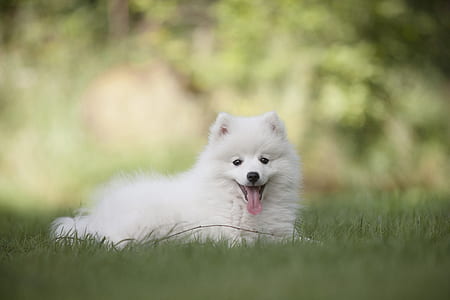 adult small-size short-coated white dog thumbnail