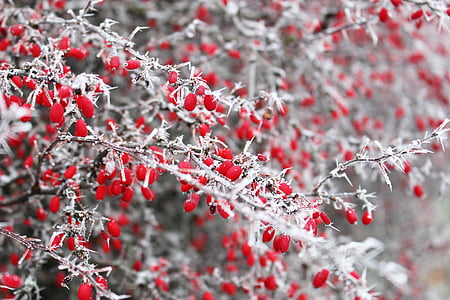 selective color photography of red raspberry thumbnail