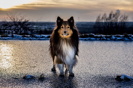 tricolor Shetland sheepdog closeup photography thumbnail