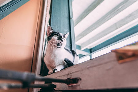 short-fur white and black cat sitting on blue wooden window panel inside the room thumbnail