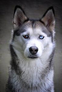 Siberian husky with different eyes thumbnail