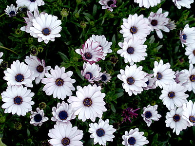 flowers, garden, plant, flower thumbnail