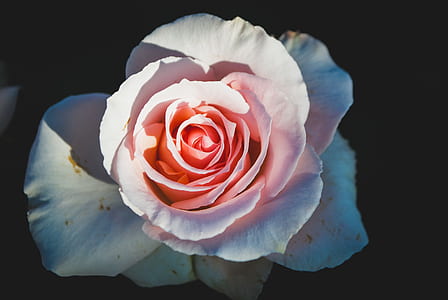 white rose thumbnail