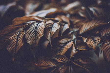 Brown Leaves thumbnail