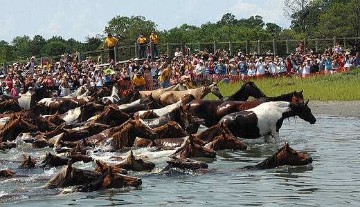 horse lot thumbnail