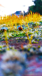 nature, grass, blur, ground thumbnail