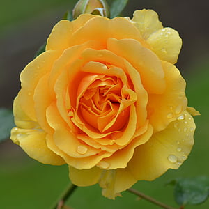 yellow rose thumbnail