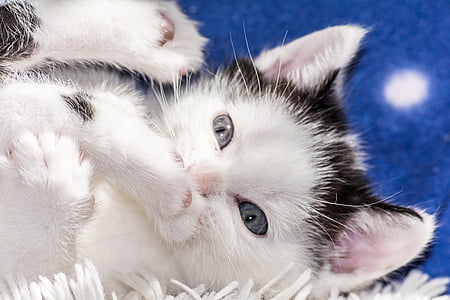 white and black kitten thumbnail