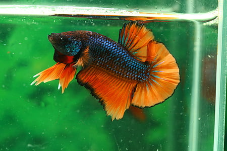 selective focus photography of blue and orange Betta fish thumbnail