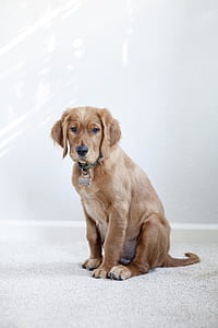 dark golden retriever puppy sitting inside the room thumbnail