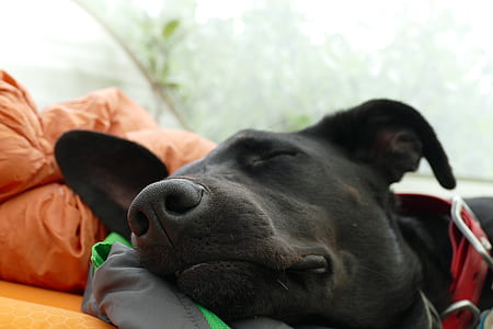 sleeping black dog near window thumbnail
