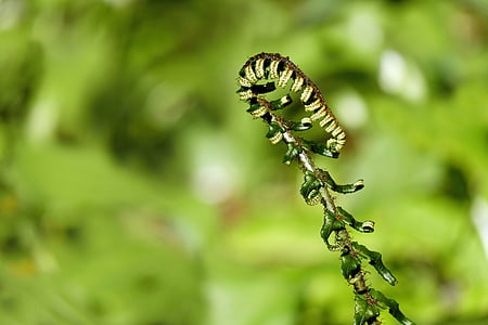 green fern plant thumbnail