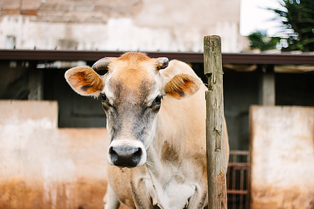 brown cow near brown stick thumbnail