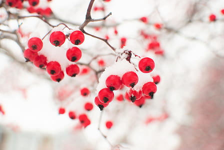 close up photography of round red fruits thumbnail