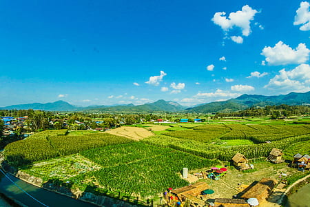 Houses Near the Rice Wheat Field Under the Clear Blue Skies thumbnail