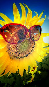 sunflower with sunglasses thumbnail