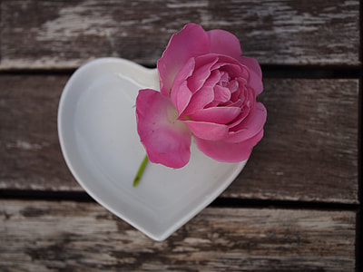 pink rose flower in heart-shaped white ceramic tray thumbnail