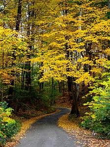 gray asphalt road under yellow leaf trees thumbnail
