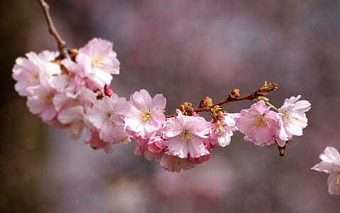 selective focus photography of cherry blossoms tree thumbnail