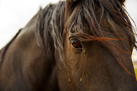 brown horse during day thumbnail