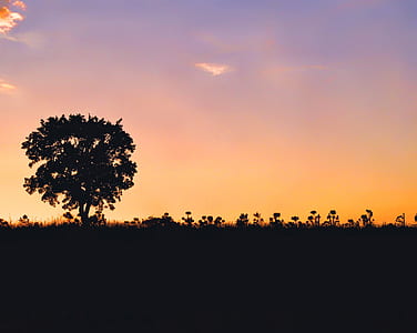 silhouette trees during orange sunset thumbnail