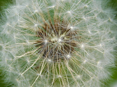 flower, dandelion, bloom, blossom thumbnail