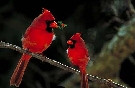 two Cardinal birds on tree branch thumbnail