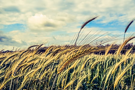 wheat field under gray sky during daytime thumbnail