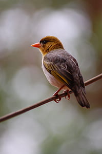 selective focus photography of brown and grey bird thumbnail