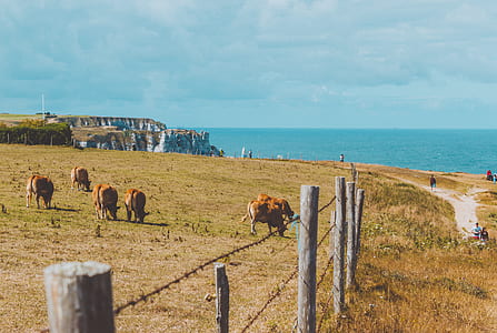 herd of brown animals on field thumbnail