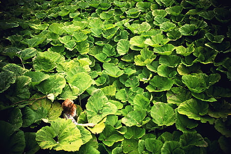 green water lilies thumbnail