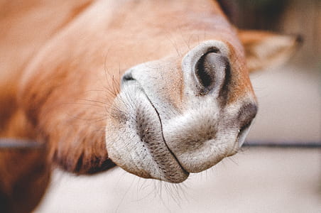selective focus photo of horse mouth thumbnail