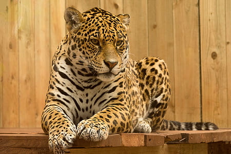leopard lying on brown surface thumbnail
