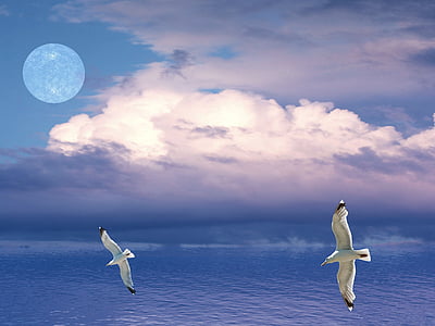 two white birds flying above calm body of water thumbnail