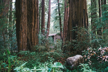 house in the forest thumbnail