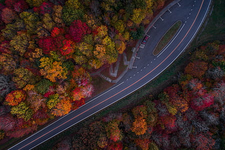 aerial view photography of road in between of trees thumbnail