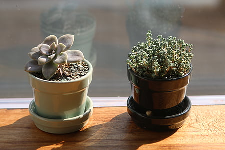 two succulent plants thumbnail