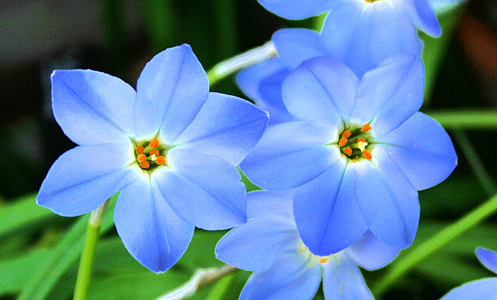 photo of blue petaled flowers thumbnail